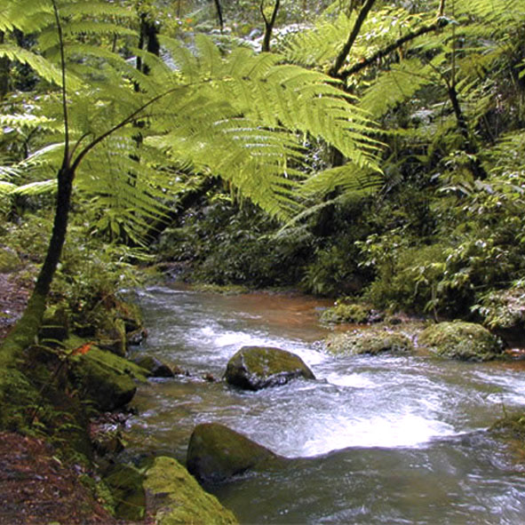 Reserva Ecológica Las Cañadas
